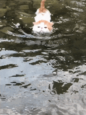 猫会游泳吗?