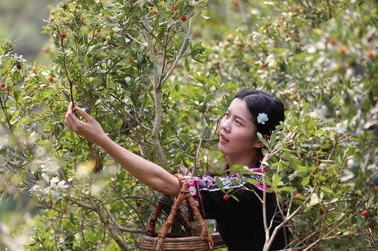 博白杨梅基地图片