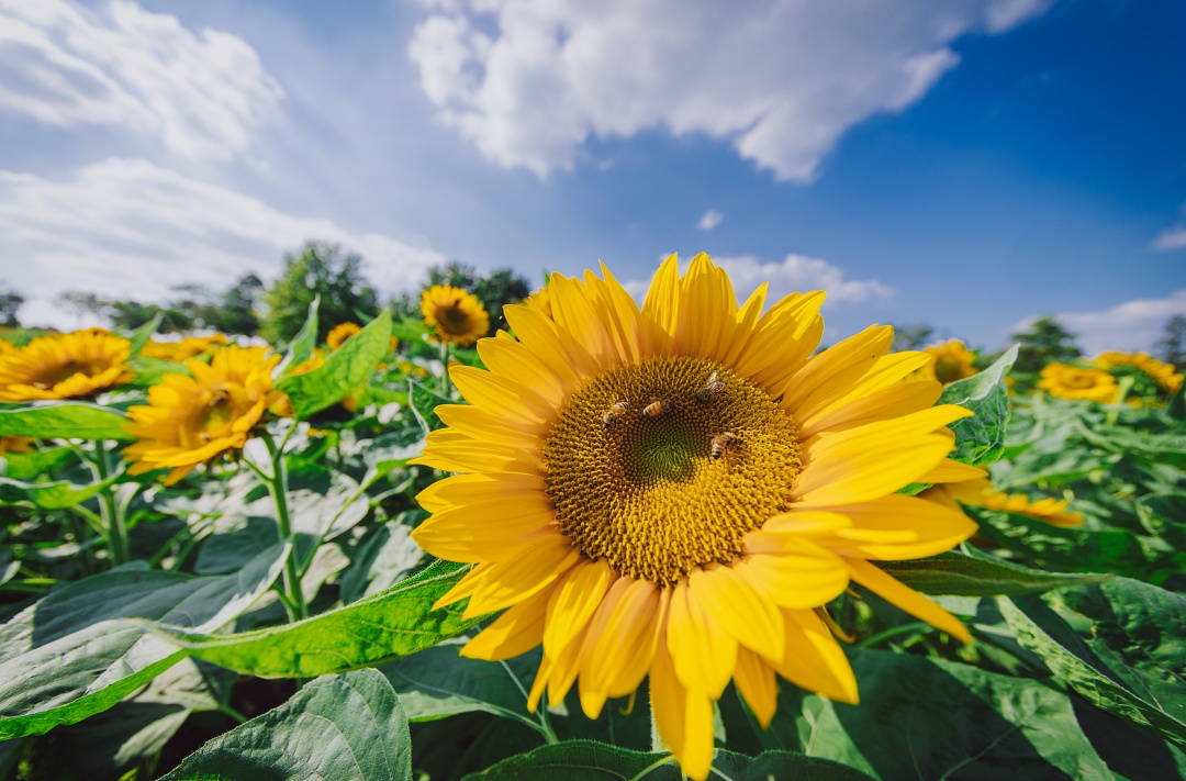 【分享】辰山有一片超出片的向日葵花海~花期可持续至月底