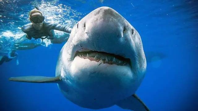 英语拯救鲨鱼思维导图图片