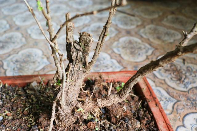 枸杞倒栽法:根部向上栽植法,容易成活,可以形成奇形异状