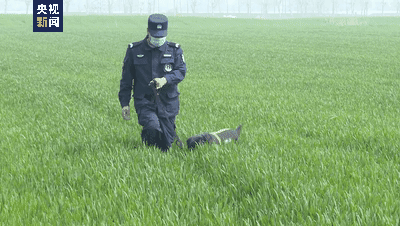 cctv警犬档案图片