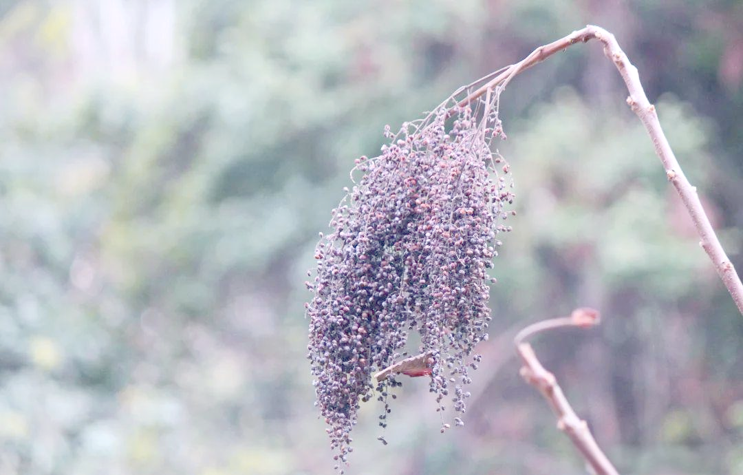 盐肤木:神奇树盐与天然药物的奥秘