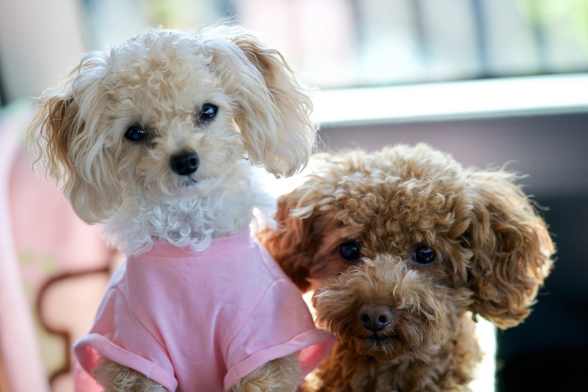 从狗狗性格分析,最适合养"泰迪"的人