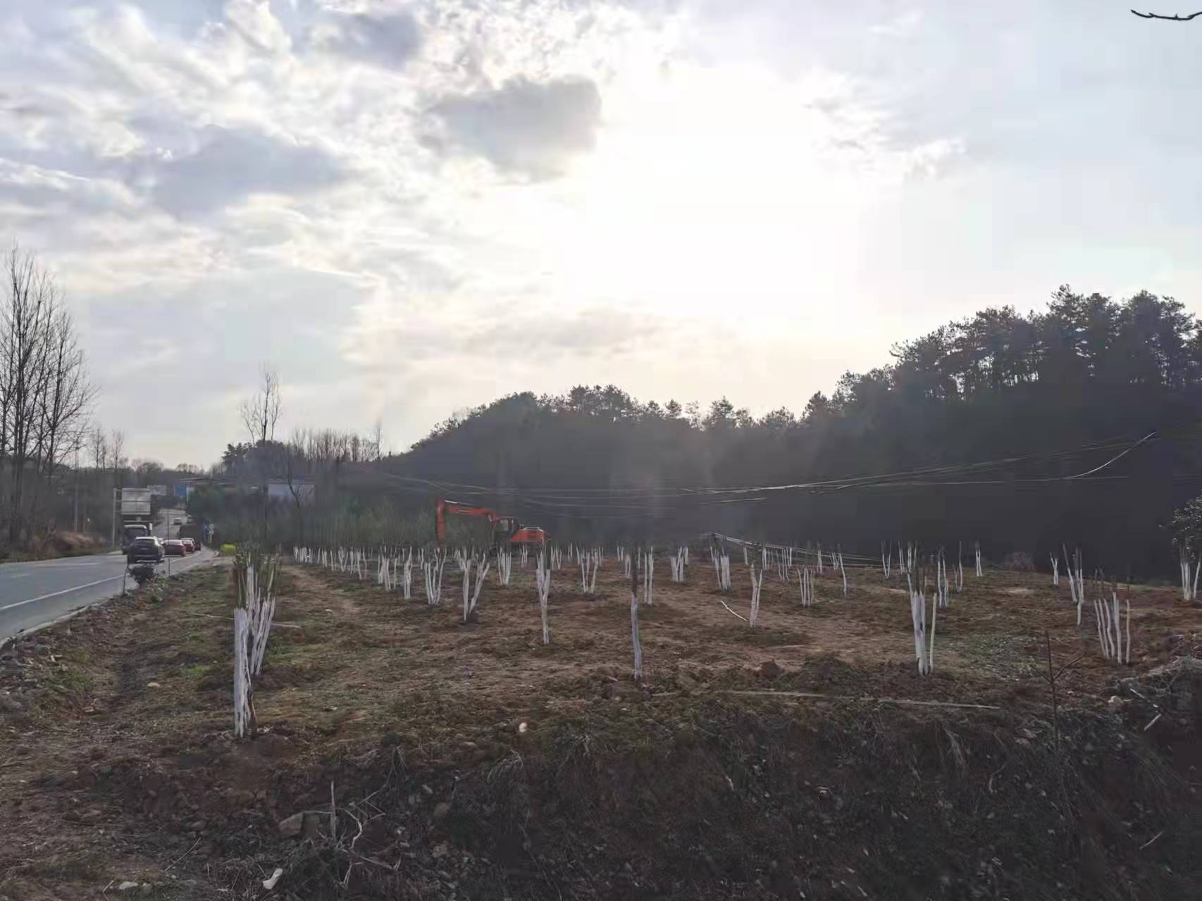 商城县汪岗镇:植此新绿染青山 人居环境换新颜