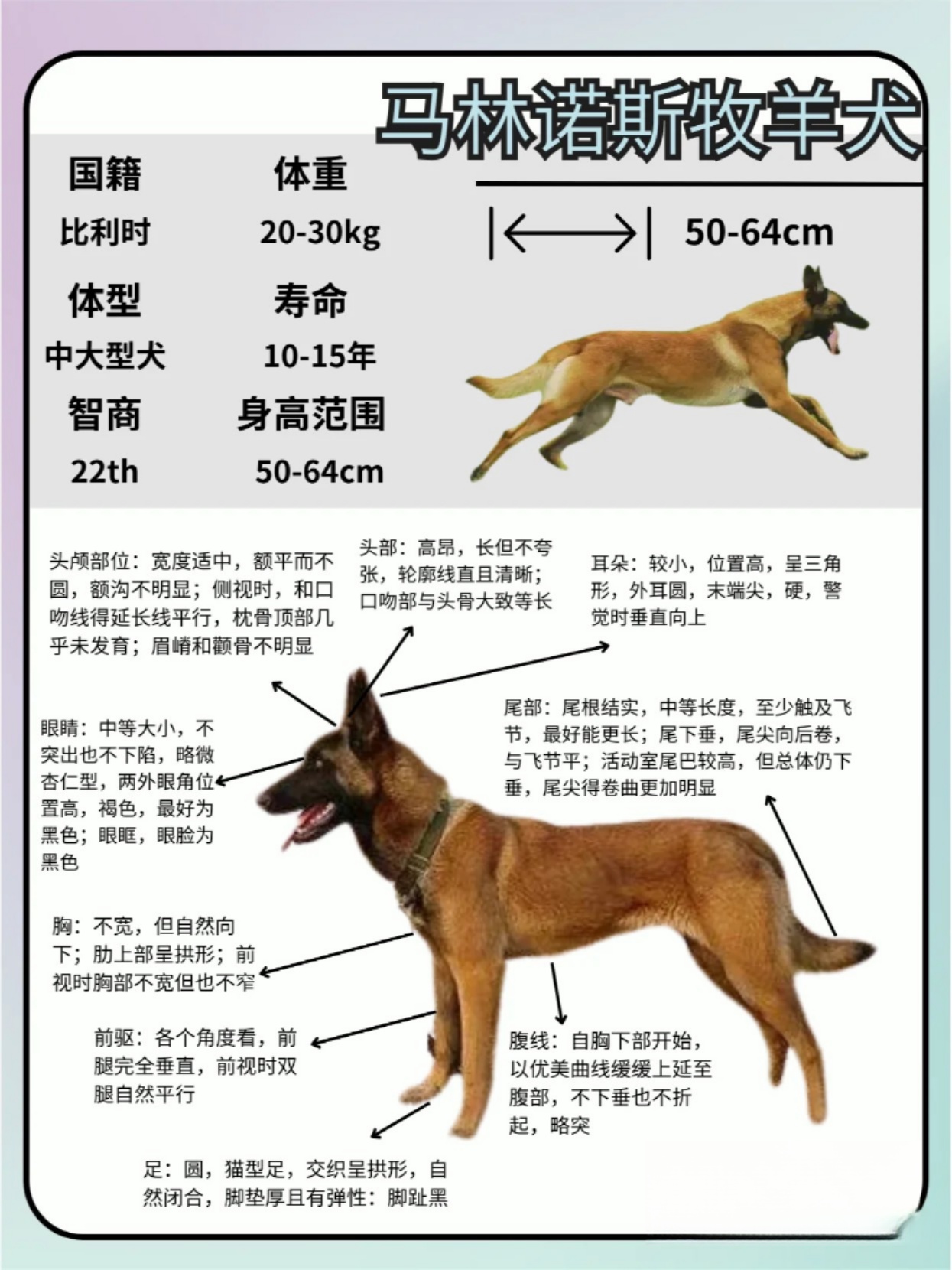 马犬身高图片