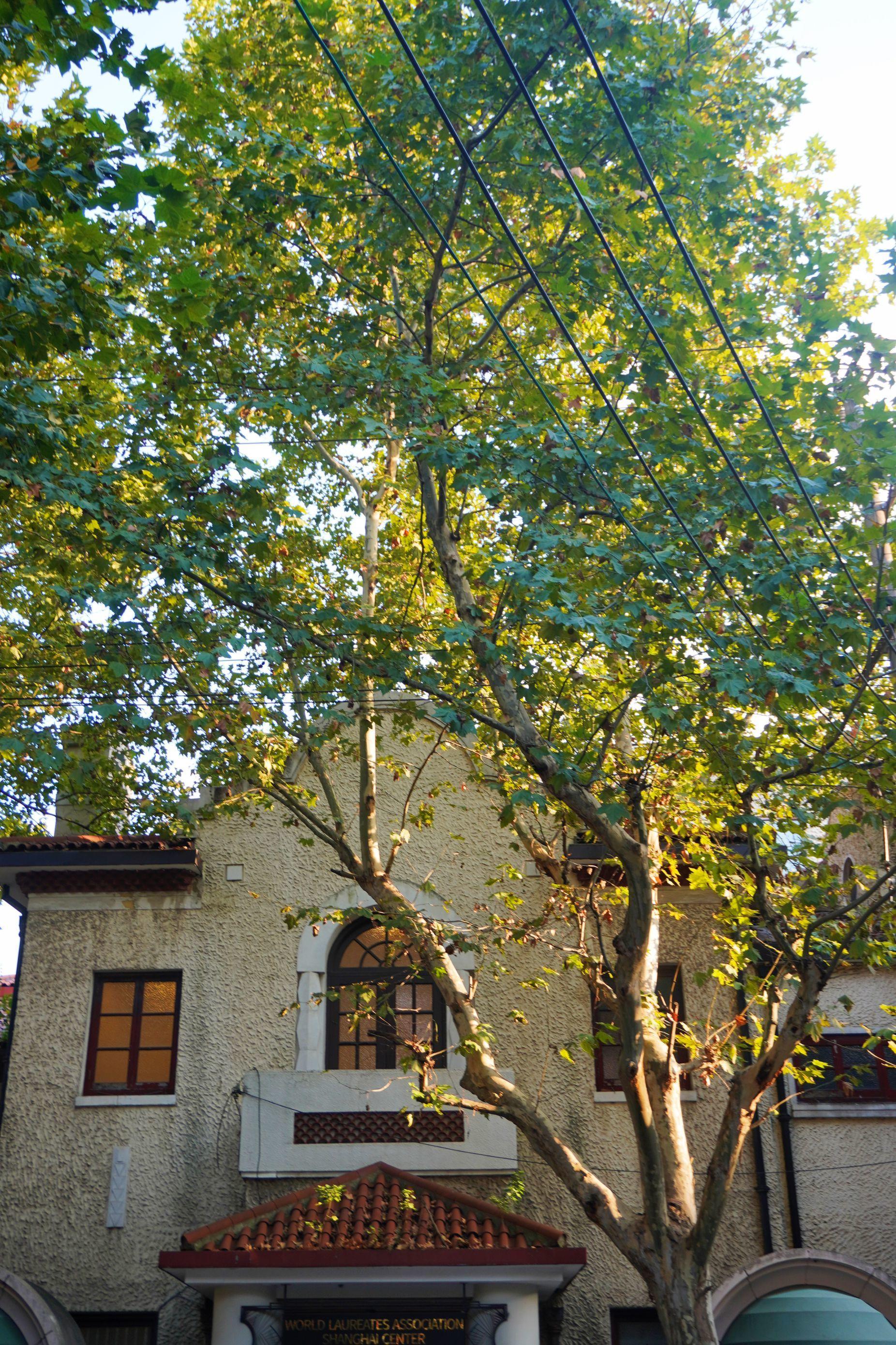 黄浦赏秋地图丨南昌路:听法国梧桐的"咏叹调"