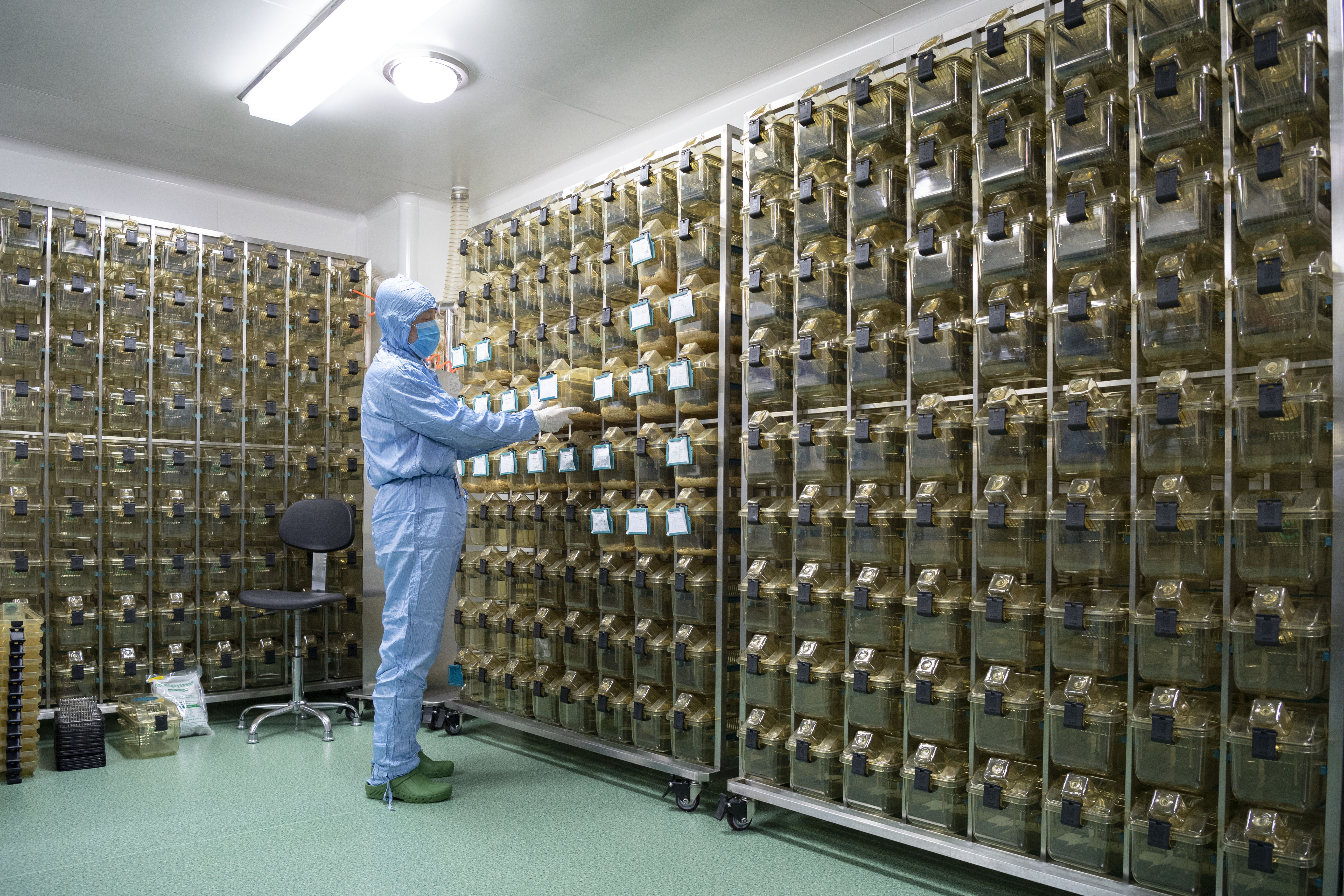 这个寒假,"鼠爸"在实验室和小鼠一起过年