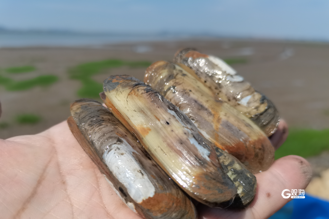 追潮寻"鲜",日挖万斤!青岛丁字湾两万亩蛏子迎来收获