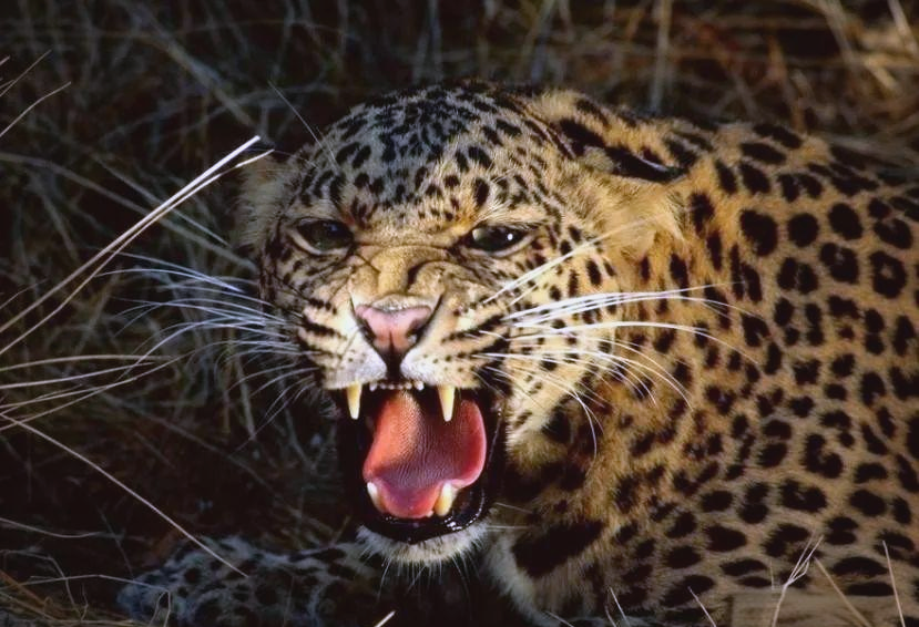 全球多种动物咬合力比较