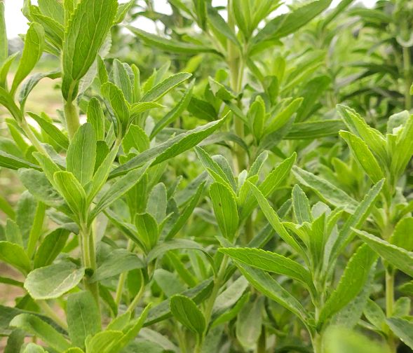 海外南美市场的甜菊糖苷新需求