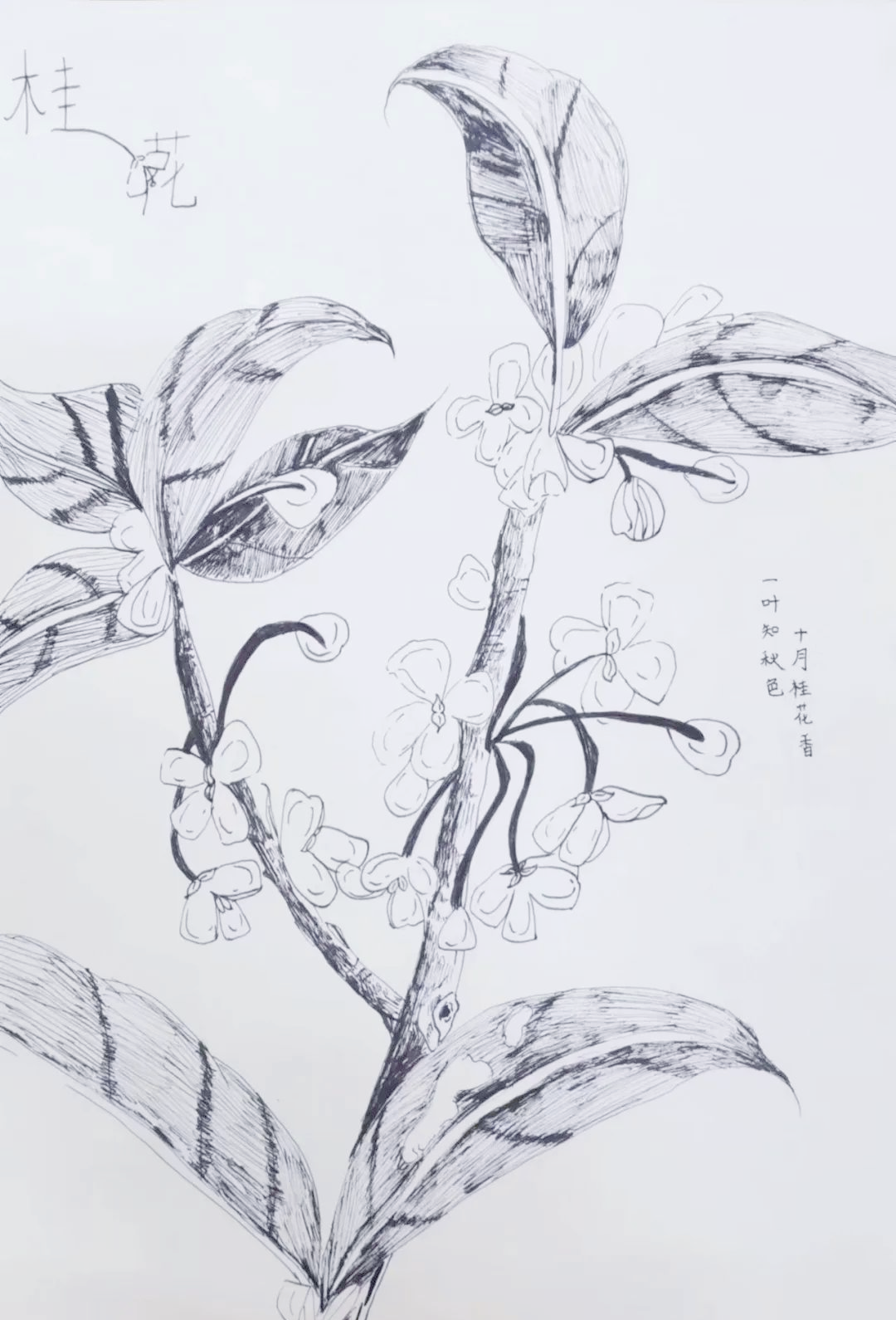 这场雨如同课文《桂花雨》中所描绘的情景,桂花纷纷扬扬地飘落在周围