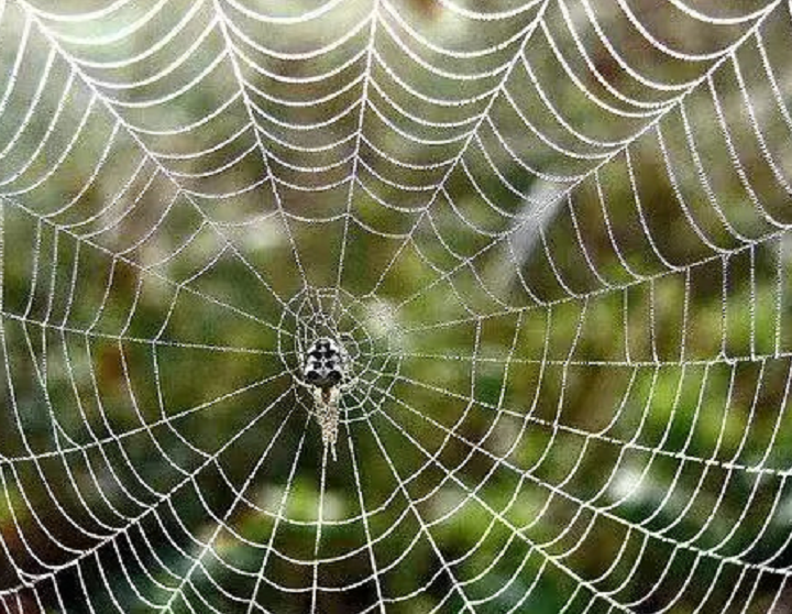 满腹经纶指什么动物