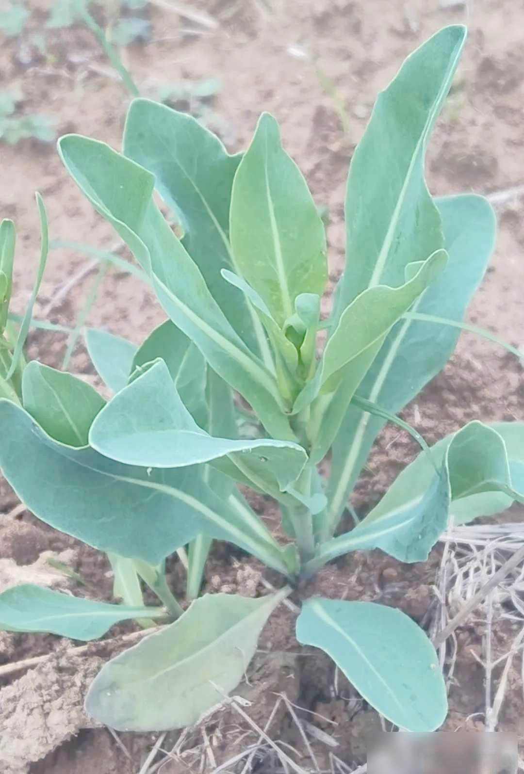 从植物到药品:深入探讨板蓝根的奥秘