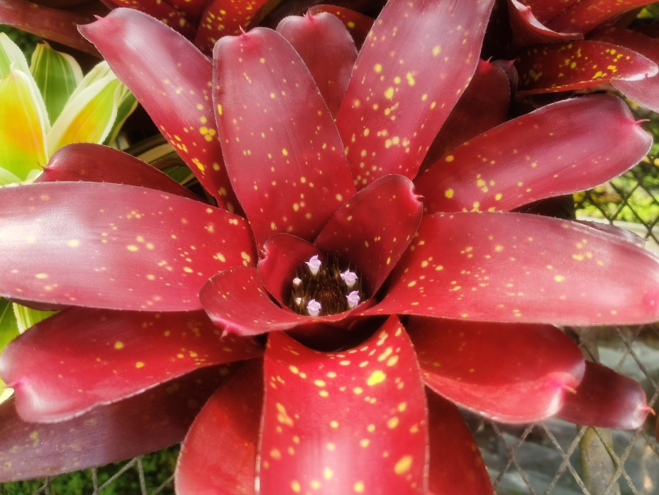 云赏花丨最灿烂的凤梨——彩叶凤梨属