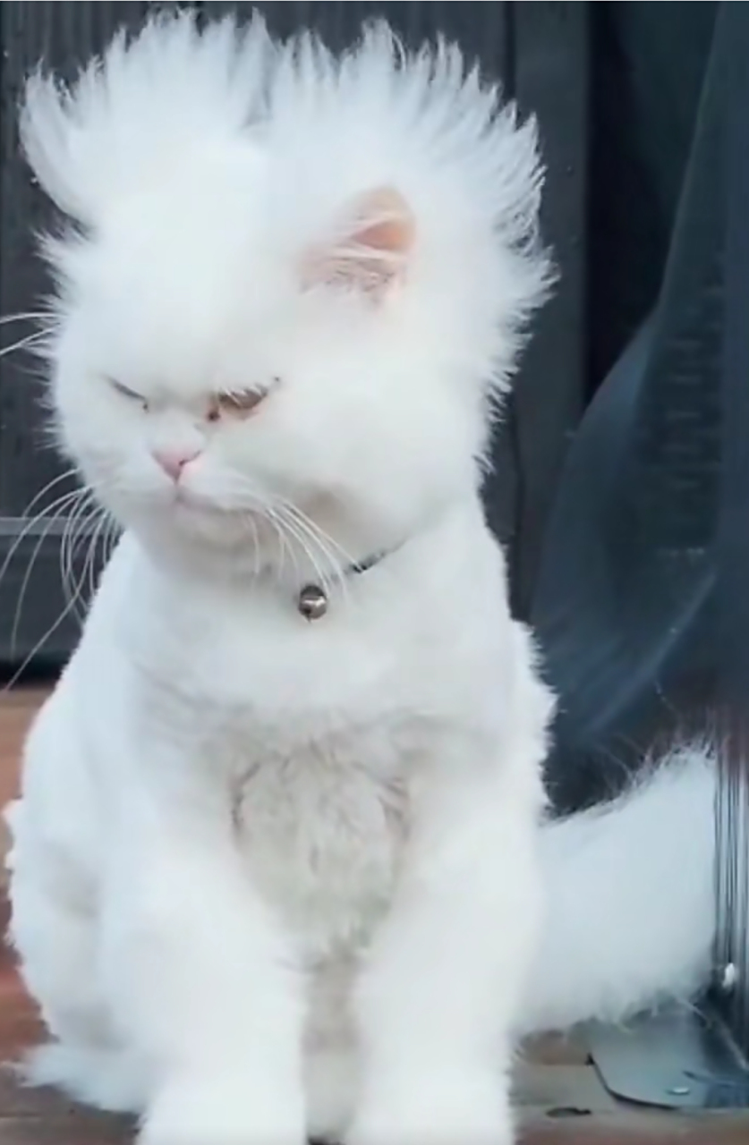 哈哈哈,这猫咪刚睡醒的样子好像个人啊!网友:这是鳌拜![左捂脸]