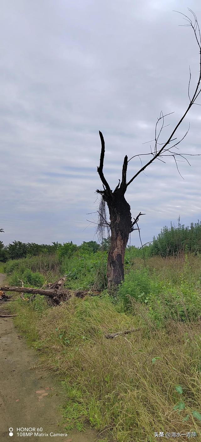 探访西安周王季陵:相传是周武王姬发的祖父季历的陵墓