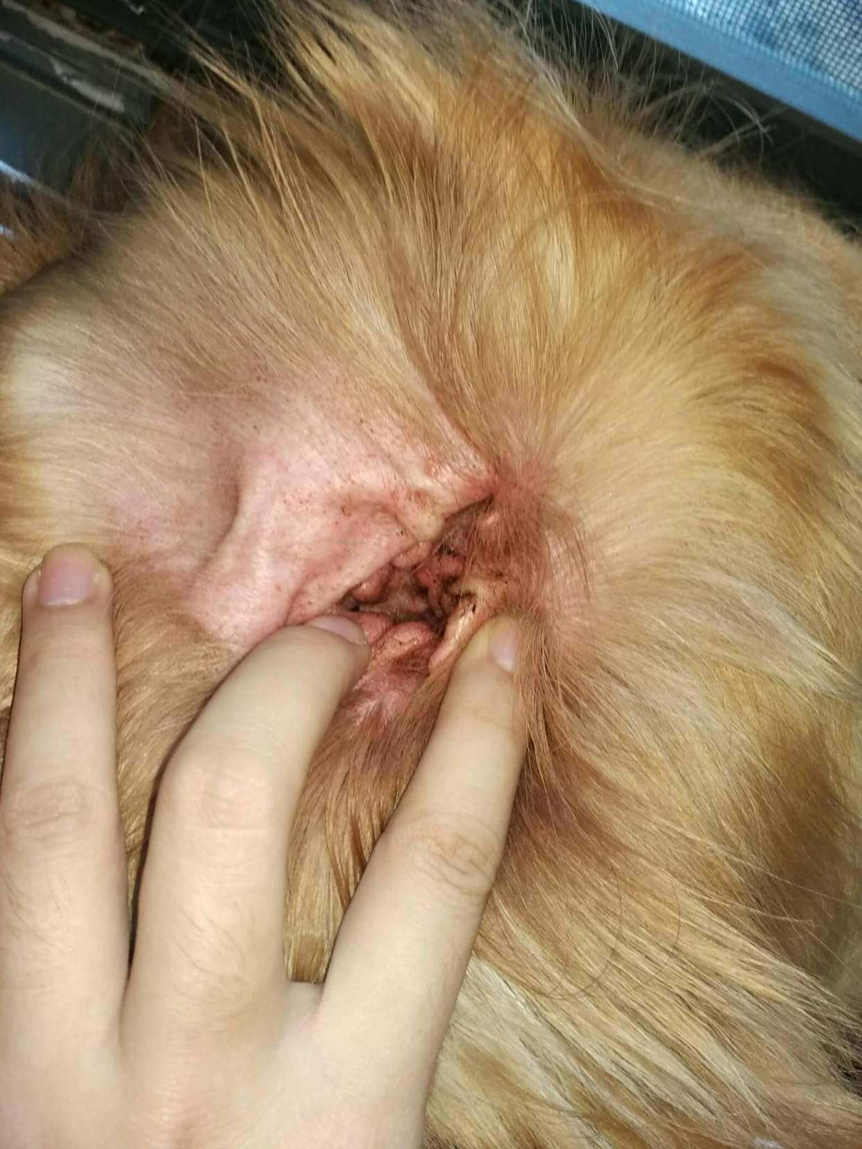 泰迪耳朵发红痒用什么药?