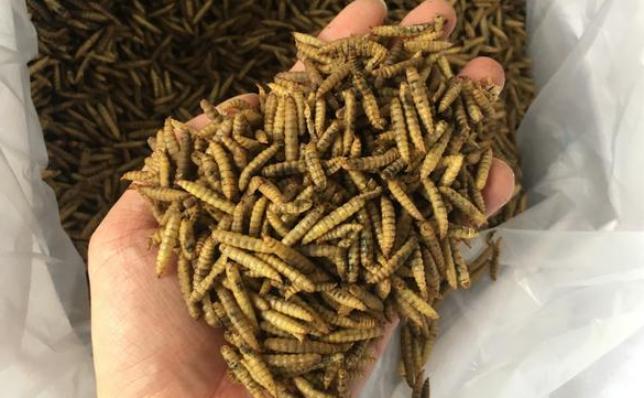 黑水虻幼虫的形态是什么样的?