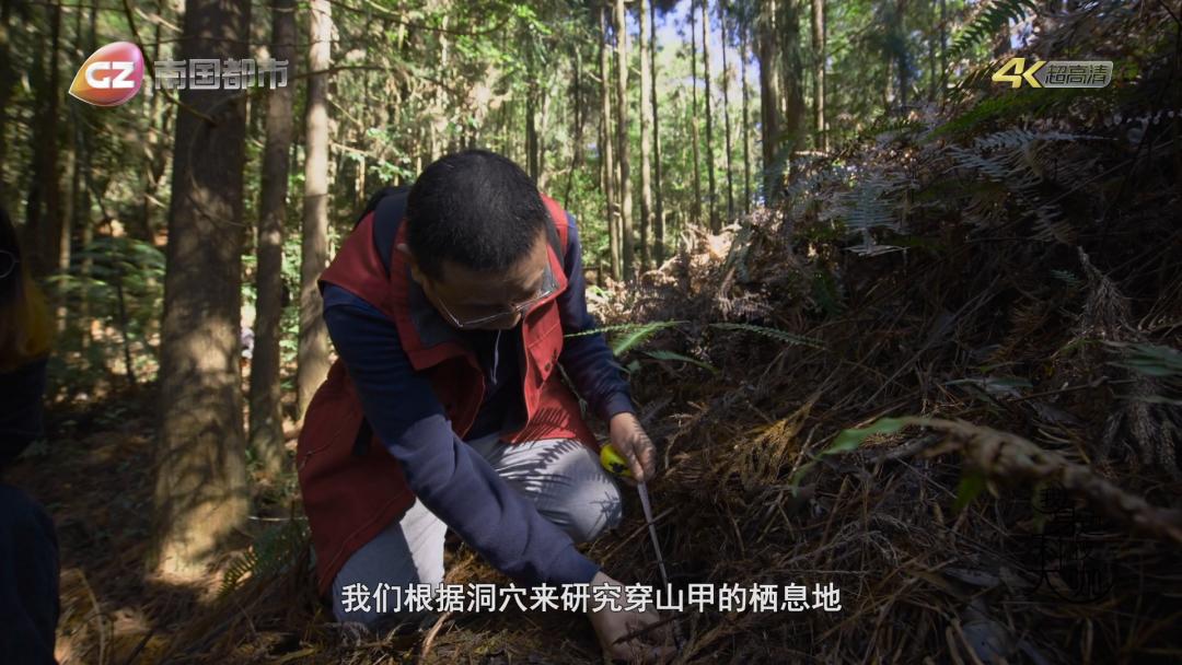 科技人物丨吴诗宝:到野外去,做穿山甲的朋友