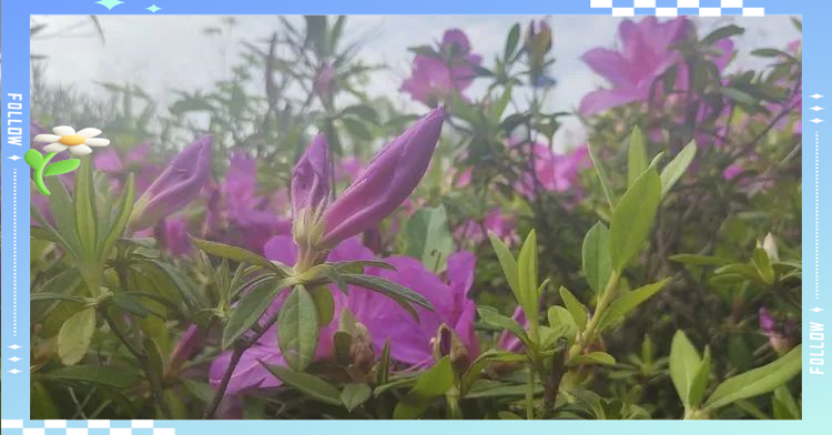 映山红品种排名第一名
