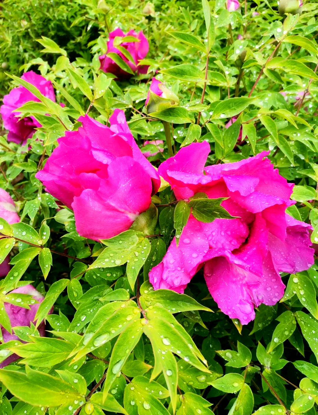 雨后牡丹的盛景与感悟