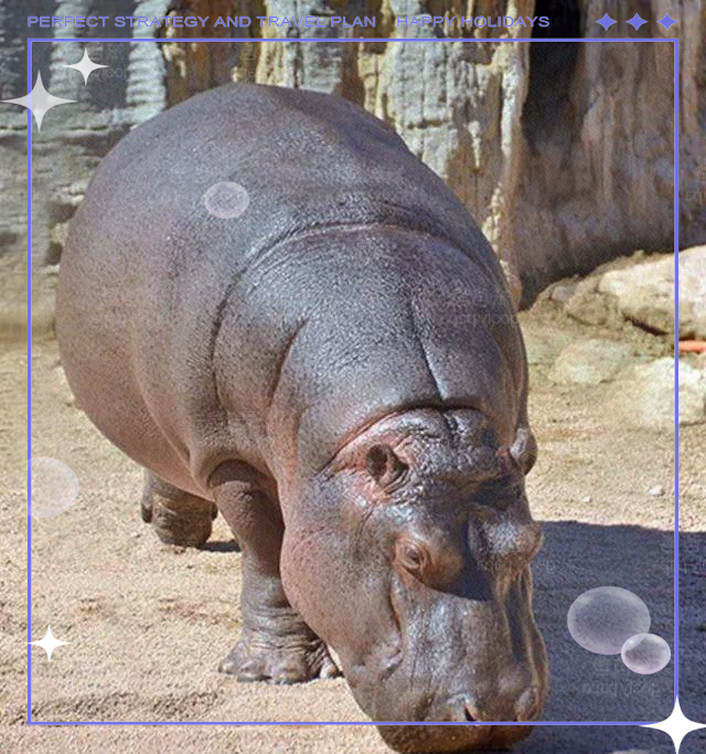 河马:淡水环境中的大型杂食性哺乳动物