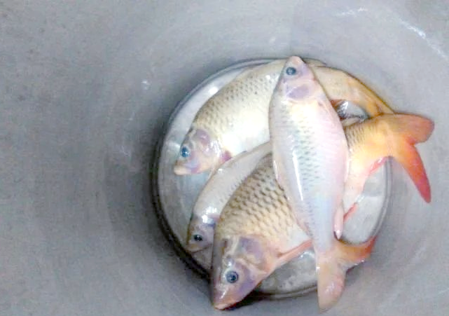 荷花鲤:鲤鱼的自然变异品种,肉质鲜美且性情凶猛