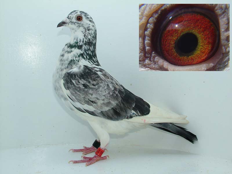 牛眼鸽是不是适合配对?