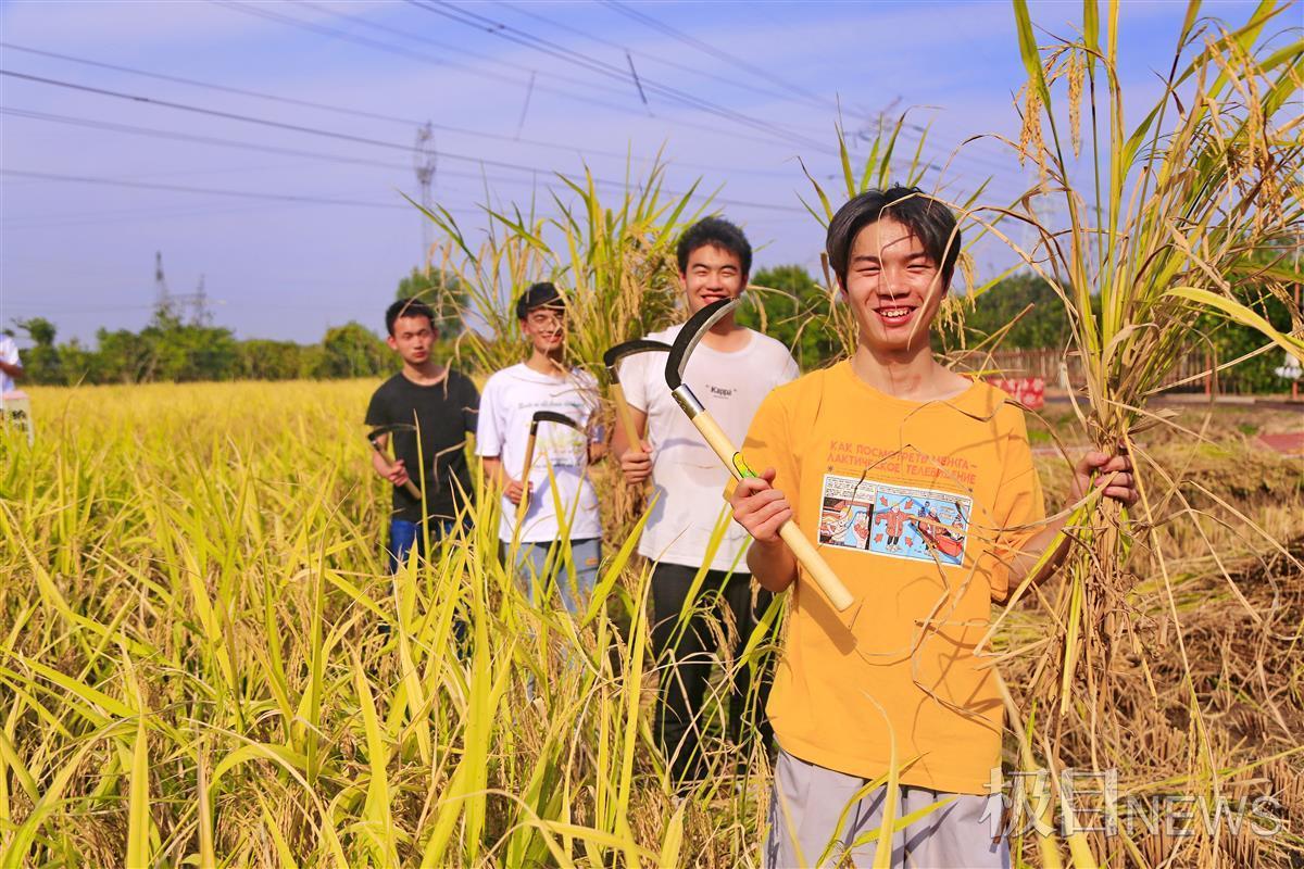 "丰景"独好!武汉这群大学生收获满满