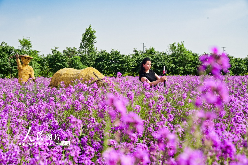 新疆呼图壁:蓝香芥花开成海醉游人