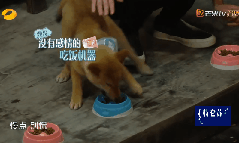 蘑菇屋"小h"发布会,「向往的生活5」他来了