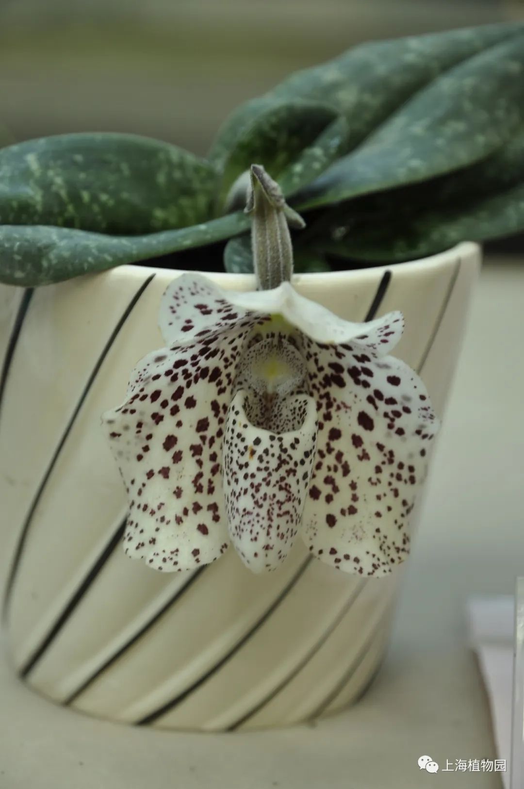 云赏花丨被走私最严重的兰花——兜兰属