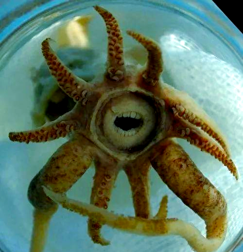 太平洋沿岸频繁发现变异生物,众多章鱼展现异常特征