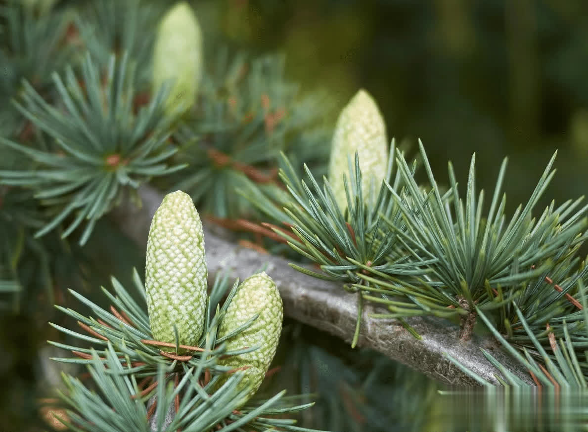 雪松,又称香柏,喜马拉雅雪松,有4大作用,价值极高,农民朋友要了解!