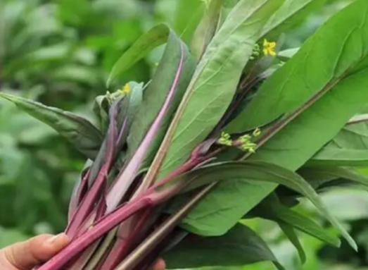 立秋后如何养红菜苔 掌握这5点技术 长得壮口感也好 来自百家号 点点健康 不错网
