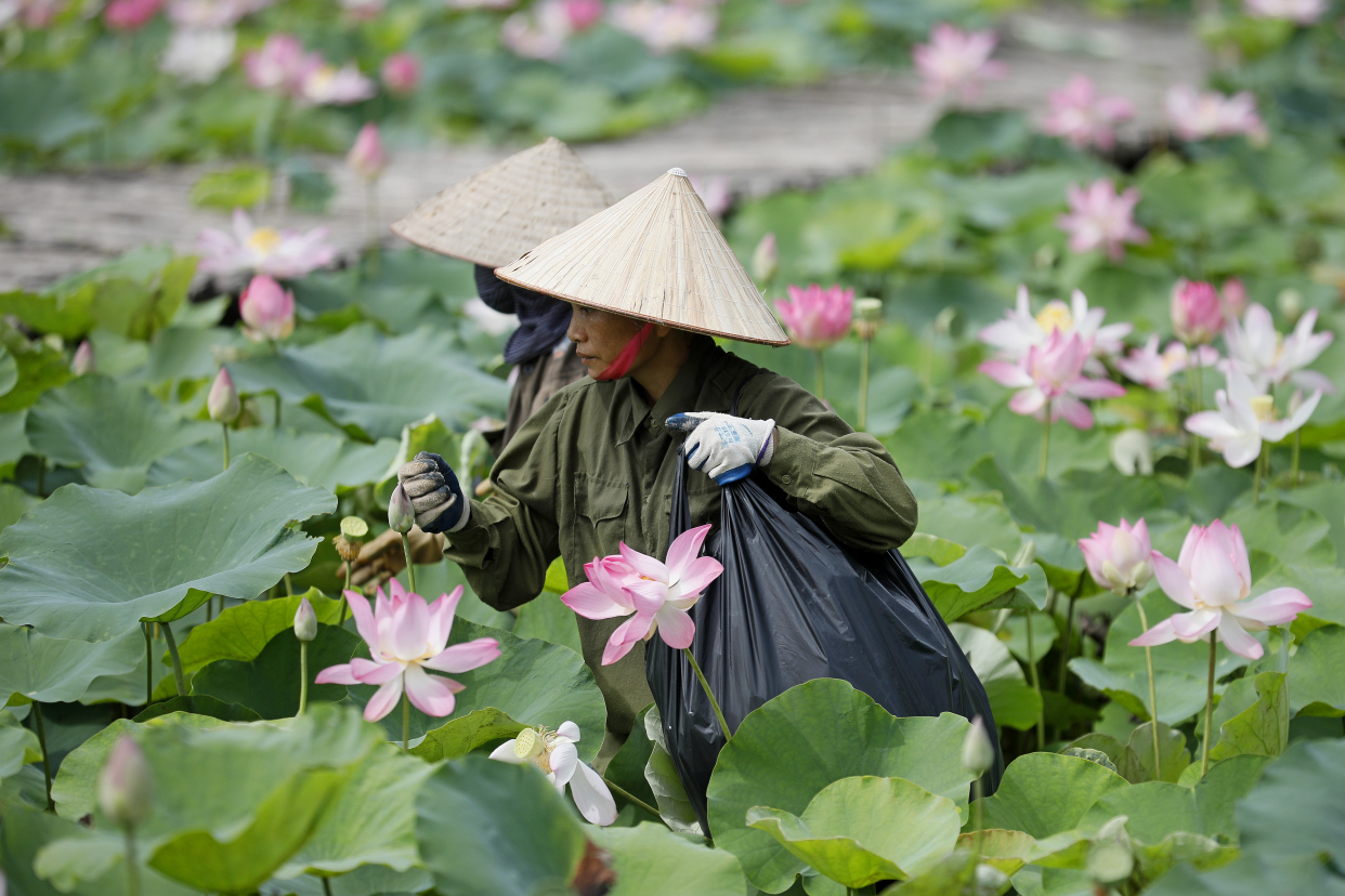 (15)越南:荷花盛开