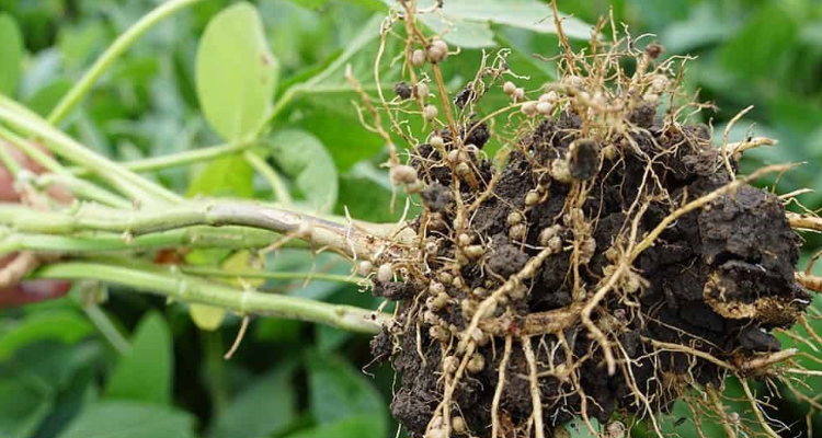 豆科植物根瘤菌是如何固氮的