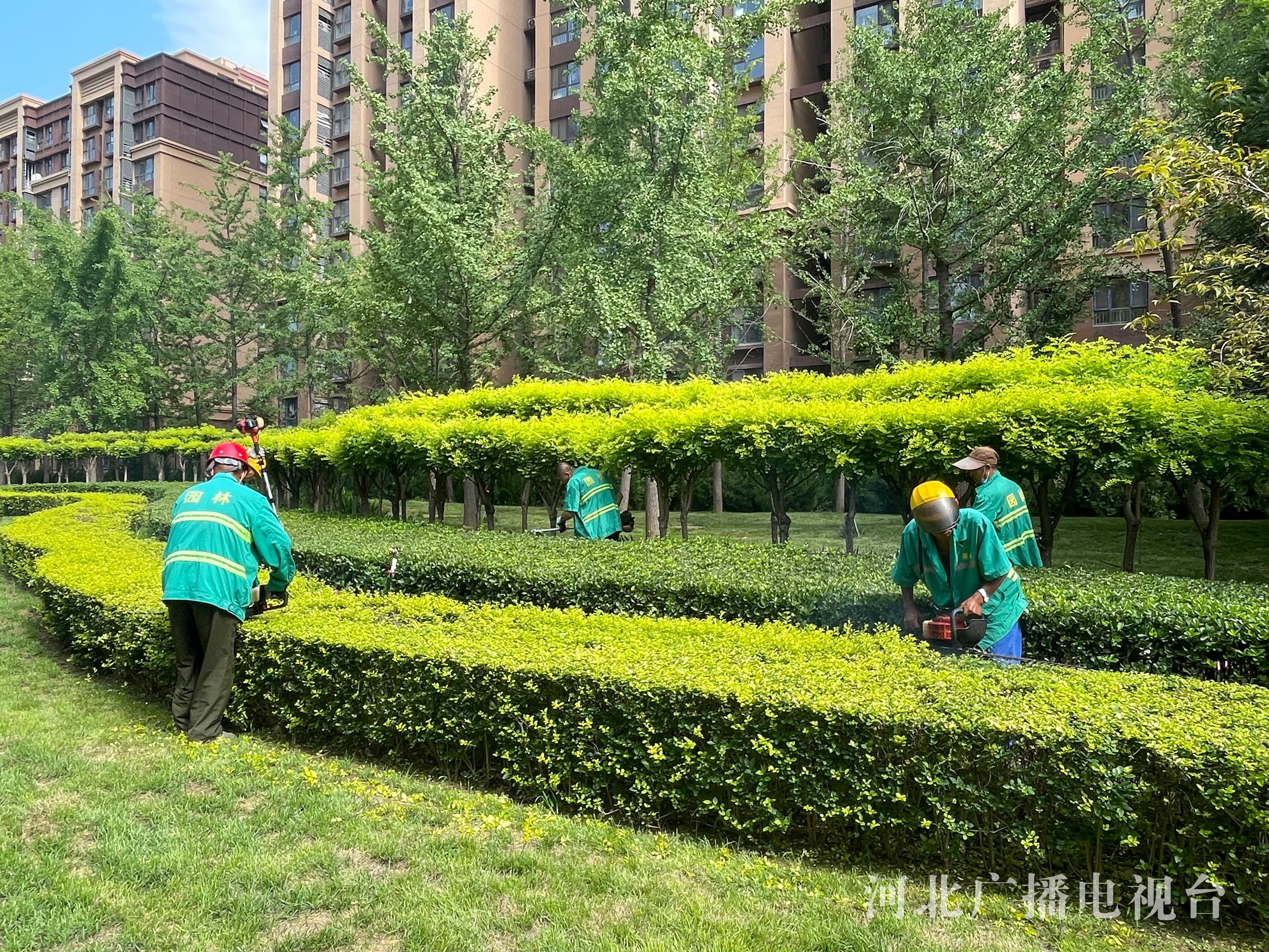 石家庄市园林部门组织夏季园林修剪确保城市绿化景观效果