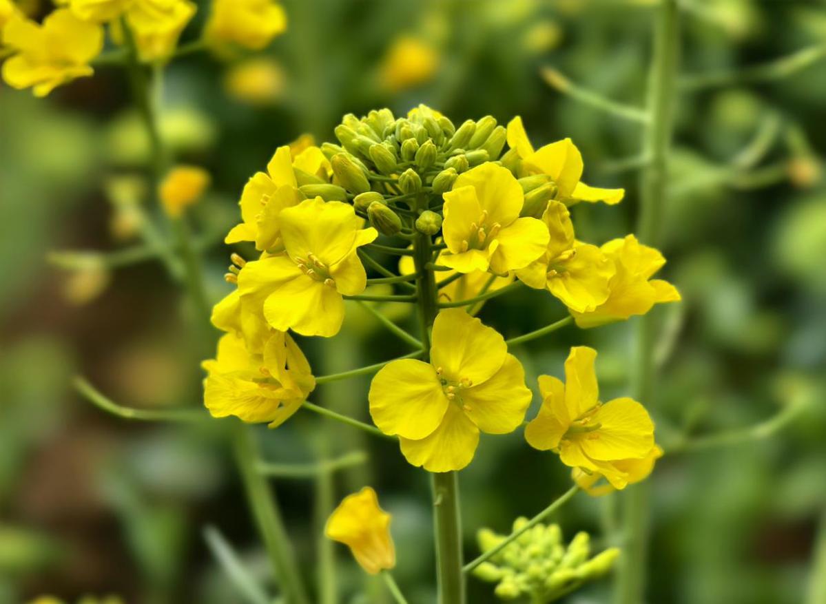 油菜花图片大全 最美图片