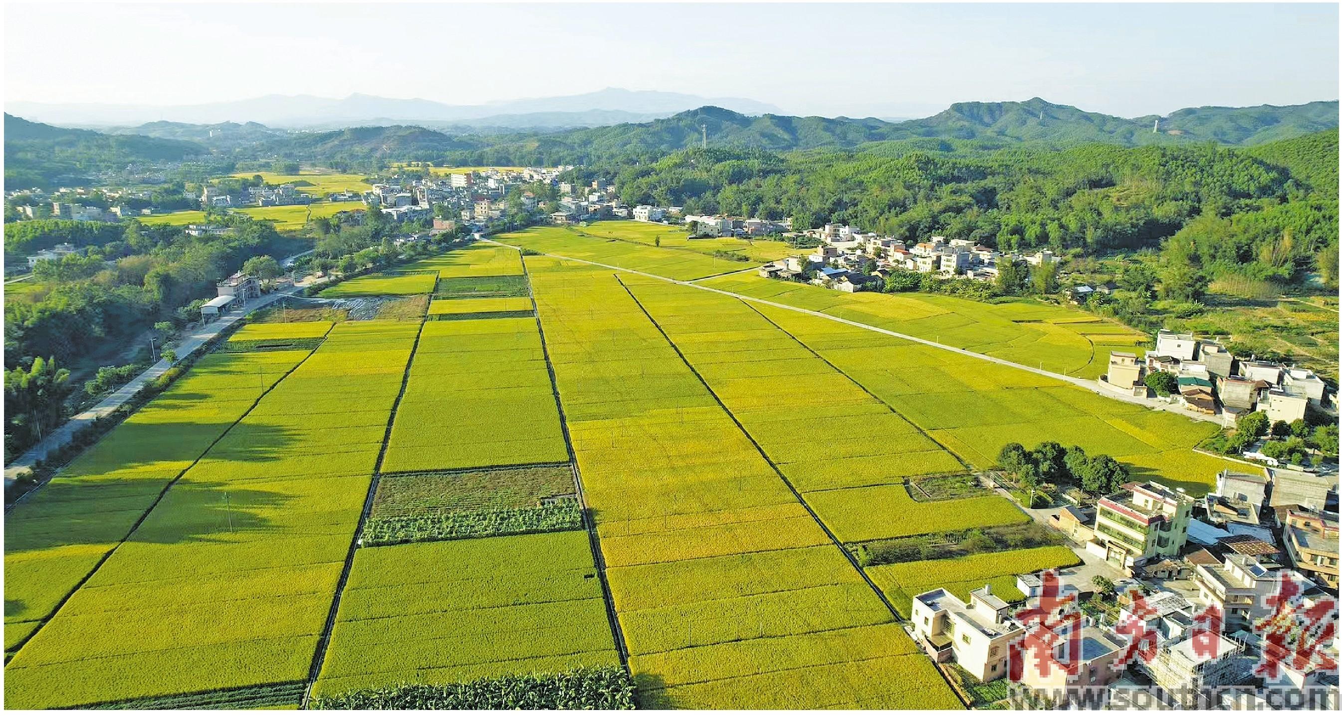 种出"迳头白鹭"好米闯市场