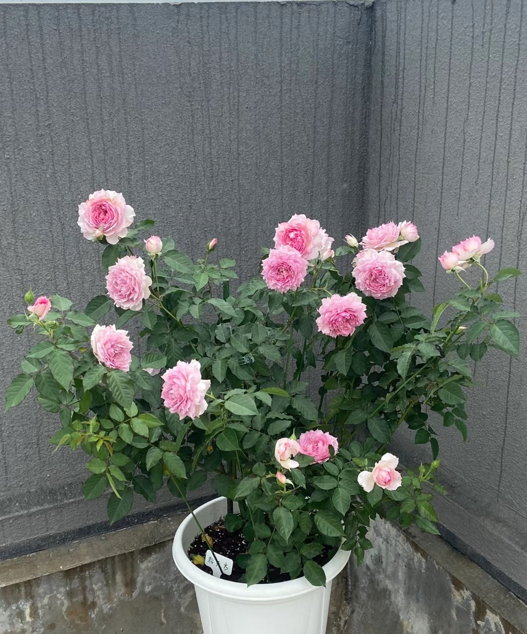 长得像牡丹的月季,花美香浓,开花勤快,几乎无刺,很适合阳台养