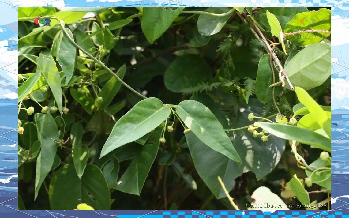 老虎须,这一中药名,隶属于萝藦科娃儿藤属,其生长环境主要分布在海边