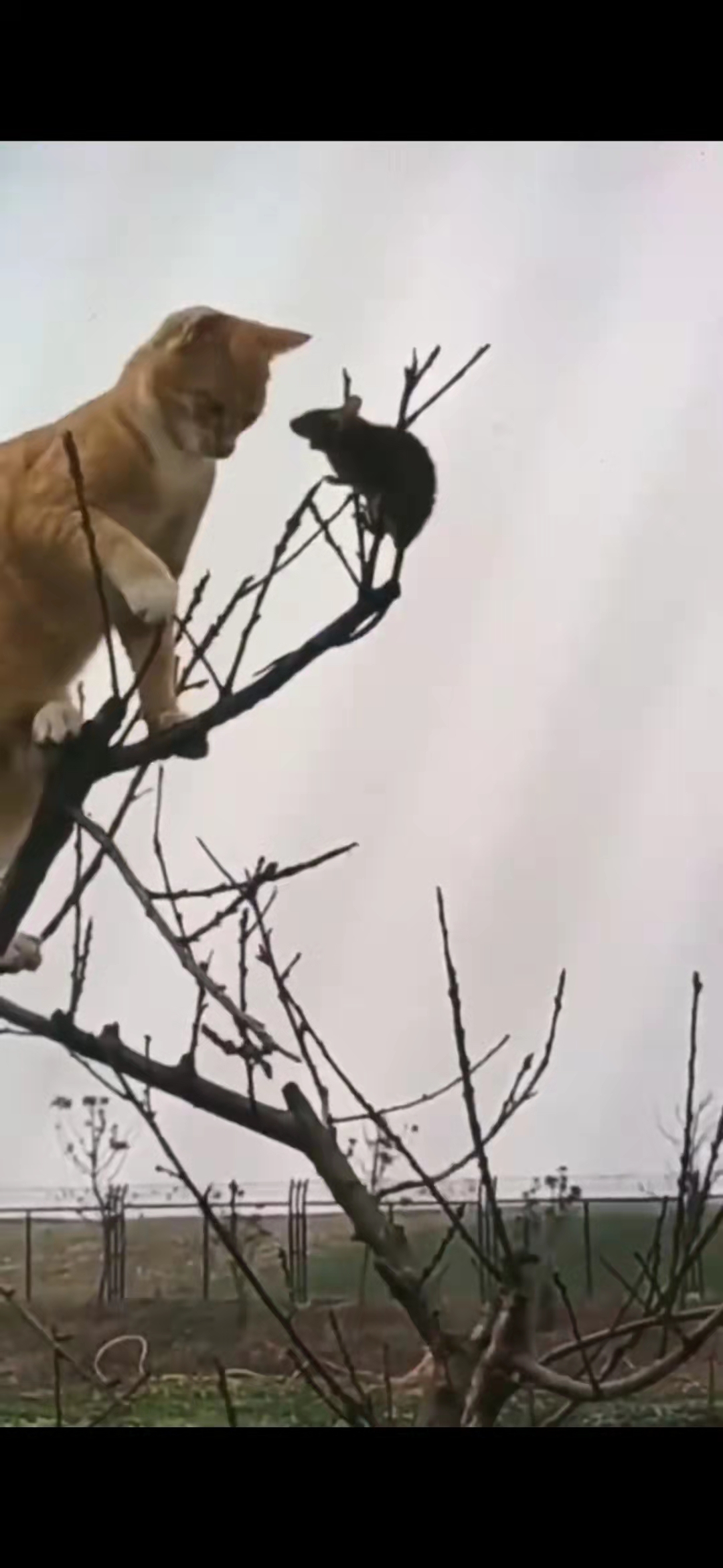 兔子急了还咬人这句话没毛病,老鼠急了也咬猫