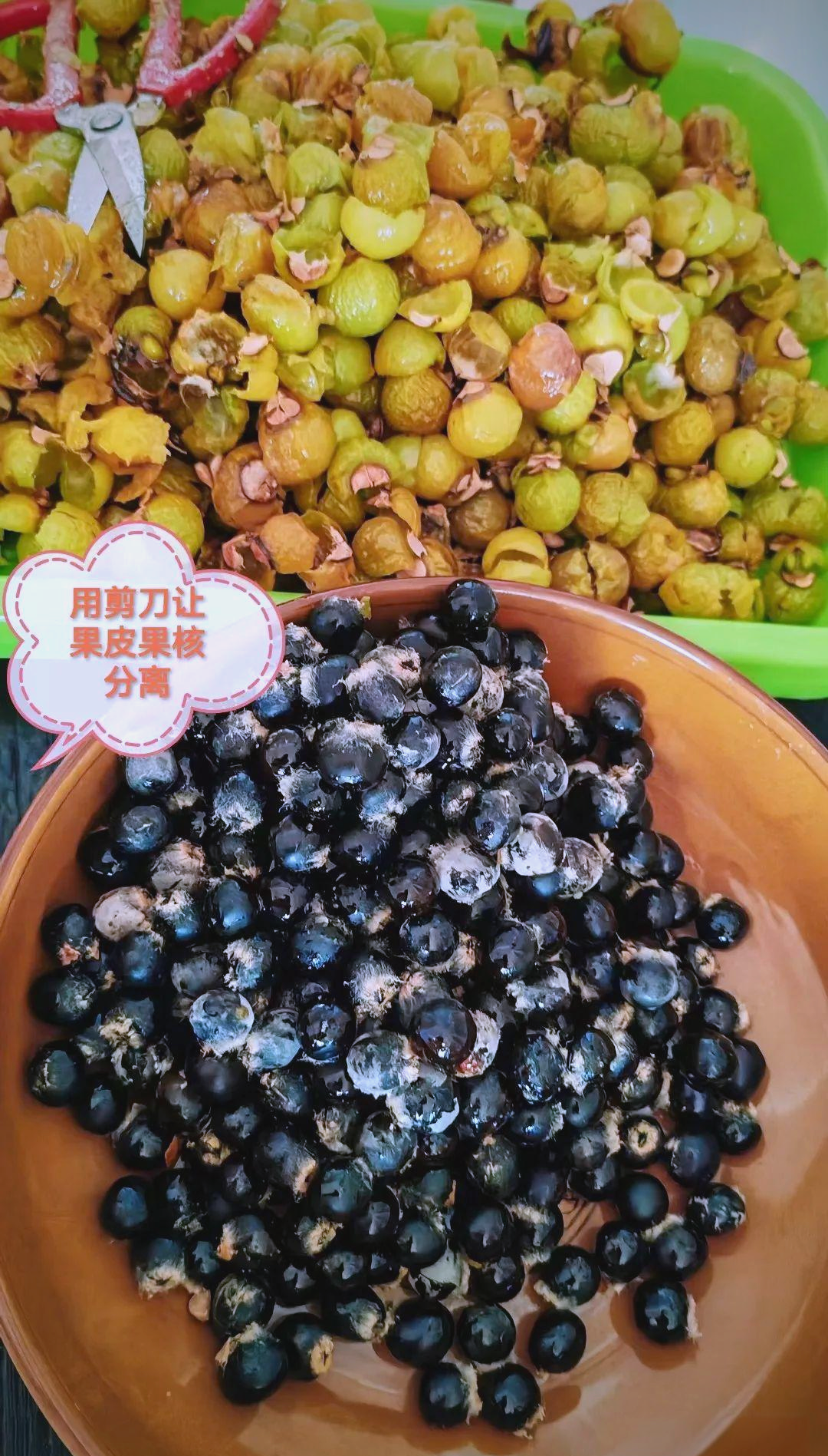 春天里捡到的无患子果实