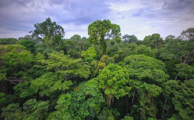 探秘巴西亚马孙平原的丰富热带雨林生态