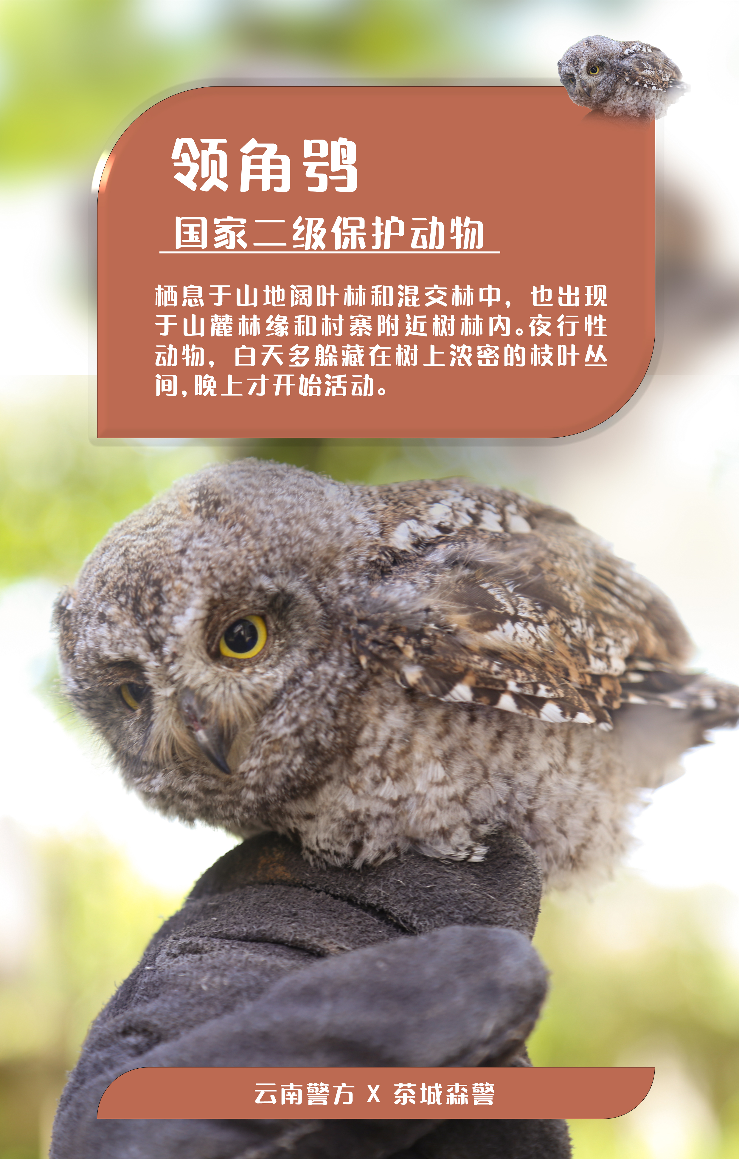 海报|快看!云南这些小动物有着惊人的"身价"