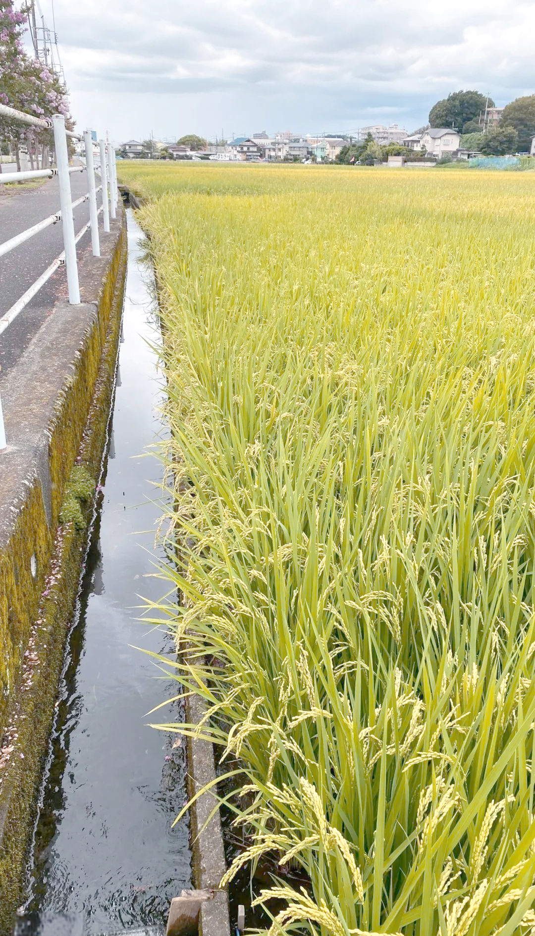 手机摄影拍摄农田视频教程，技巧大全