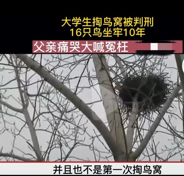 大学生掏鸟窝被判刑10年,有人说判重了,事情的真相没有那么简单