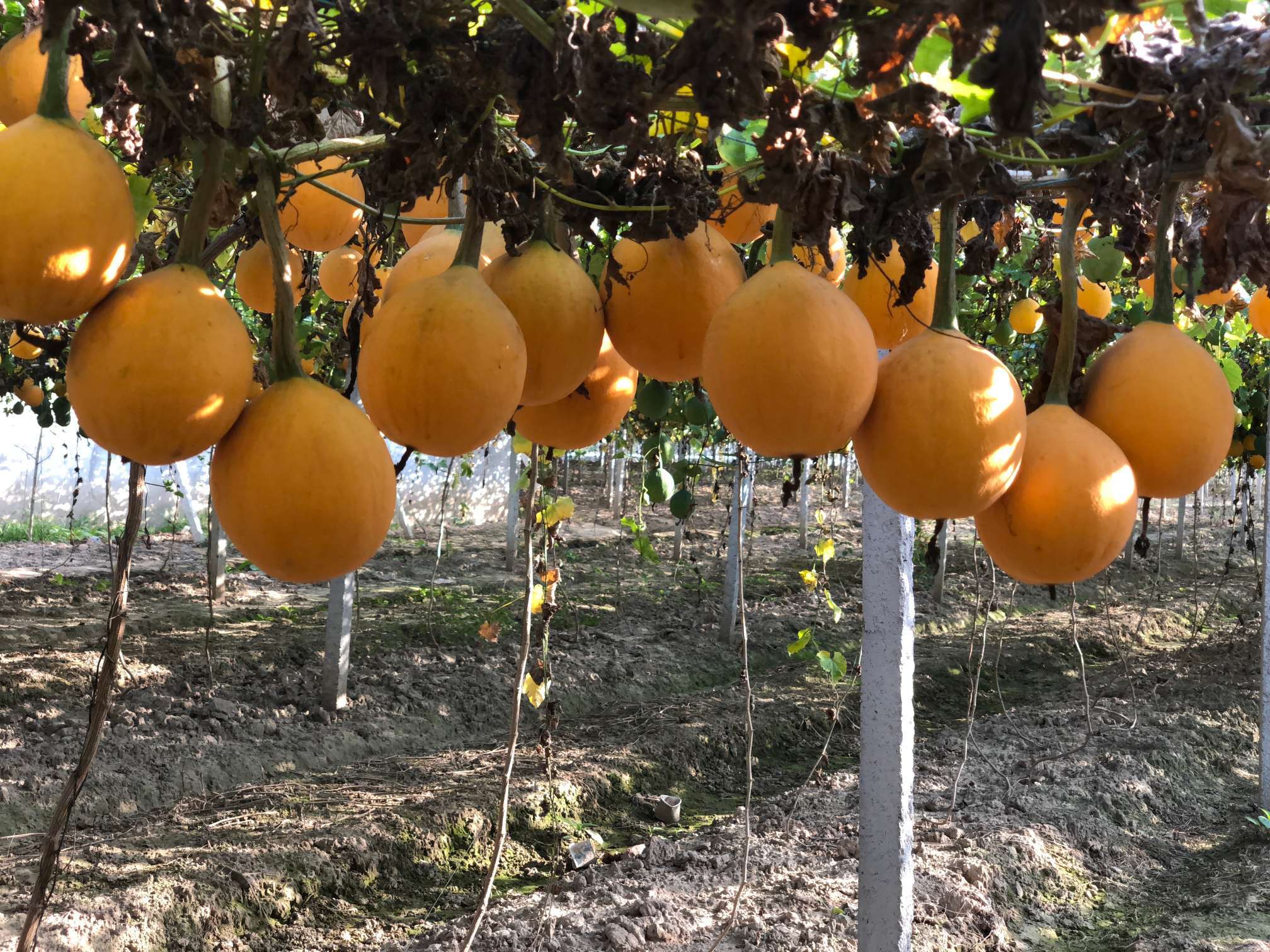 想象一下,当大多数人在这个年纪享受退休生活时